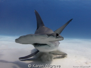 Great Hammerhead - stiring up the sand by Karen Allgrove 